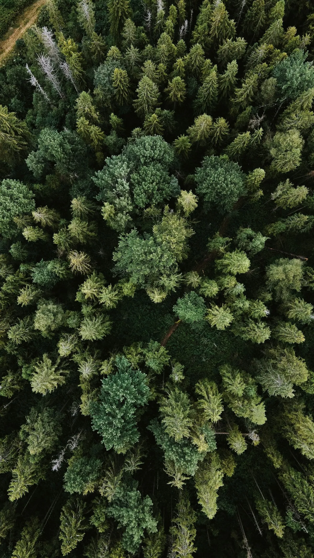 Racine de maca et poudre de maca